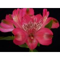Alstroemeria - Hot Pink (SA) (bunch of 10 stems)